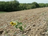 The last sunflower