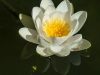 Water Lily