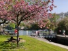 Springtime at Cleeve
